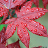 Acer platanoides 'Crimson King' (Norway Maple) POTTED Acer platanoides 'Crimson King' (Norway Maple) POTTED