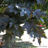 Acer platanoides 'Crimson King' (Norway Maple) POTTED
