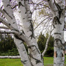 Betula papyrifera POTTED