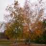 Betula papyrifera POTTED