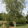 Betula papyrifera POTTED