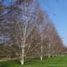 Betula utilis 'Doorenbos' POTTED