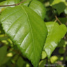 Betula utilis 'Doorenbos' POTTED