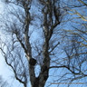 Betula pendula 'Fastigiata' POTTED