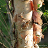 Betula nigra 'Heritage'  POTTED