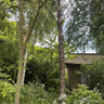 Betula nigra 'Heritage'  POTTED
