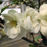 Chaenomeles spec. Yukigoten' 80-990cm (10L)