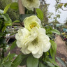 Chaenomeles spec. Yukigoten' 80-90cm (10L)
