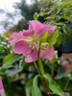 Hellebore 'Hello pink' p14