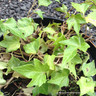 Hedera 'Green Ripple' (Ivy) - 2ltr