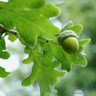 Quercus robur (English oak)  POTTED