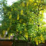 Laburnum x watereri 'Vossii'  POTTED