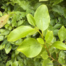 Griselinia littoralis