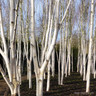 Betula Jacquemontii (Himalayan Birch) BAREROOT