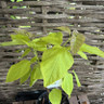 Catalpa bignoides 'Aurea' (Golden Indian Bean Tree) POTTED