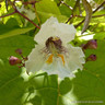 Catalpa bignoides 'Aurea' POTTED