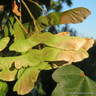 Acer campestre (Field Maple) 90-120cm bare root - Single Plant