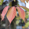 Prunus serrulata 'Taihaku' BAREROOT