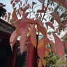 Prunus serrulata 'Taihaku' BAREROOT