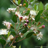 Myrtus communis (Common Myrtle) 3L