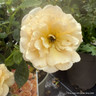 'Sun Charm' - Patio Rose