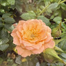 'Sweet Dream' - Patio Rose