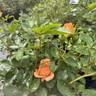 'Sweet Dream' - Patio Rose