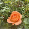 'Sweet Dream' - Patio Rose