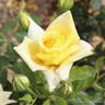 'Sunblest' - Hybrid Tea Rose