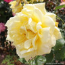 'Sunblest' - Hybrid Tea Rose