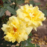 'Sunblest' - Hybrid Tea Rose