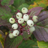 Cornus alba (Red Dogwood) 60-80cm 1yr bare root - Single Plant