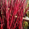 25 x Cornus alba (Red Dogwood) 60-80cm 1yr bare root (bundle)