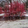 25 x Cornus alba (Red Dogwood) 60-80cm 1yr bare root (bundle)