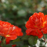 Rock 'n' Roll - Hybrid Tea Rose