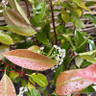 Photinia 'Red Robin' 200-225cm rootball