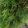 Thuja occidentalis 'Smaragd' 175-200cm rootball