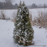 Thuja occidentalis 'Smaragd' 175-200cm rootball