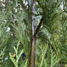Thuja plicata 'Atrovirens' (Western Red Cedar) 225-250cm rootball
