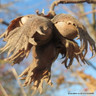 Corylus avellana (Hazel) 60-80cm 1yr bare root - Single Plant