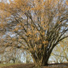 Corylus avellana (Hazel) 60-80cm 1yr bare root - Single Plant