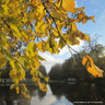 Corylus avellana (Hazel) 60-80cm 1yr bare root - Single Plant