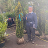 Taxus baccata 'Fastigiata Aurea' (Golden Irish Yew) 175-200cm Rootball