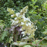Hydrangea Quercifolia 10ltr