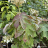 Hydrangea Quercifolia 10ltr
