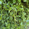 Itea ilicifolia 4L
