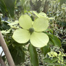 Cornus hongkongensis 'Parc de Haute Bretagne' 7L