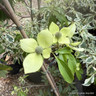 Cornus hongkongensis 'Parc de Haute Bretagne' 7L