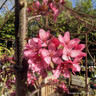 Malus 'Royal Raindrops' 20L