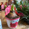 Amaryllis potted - mix